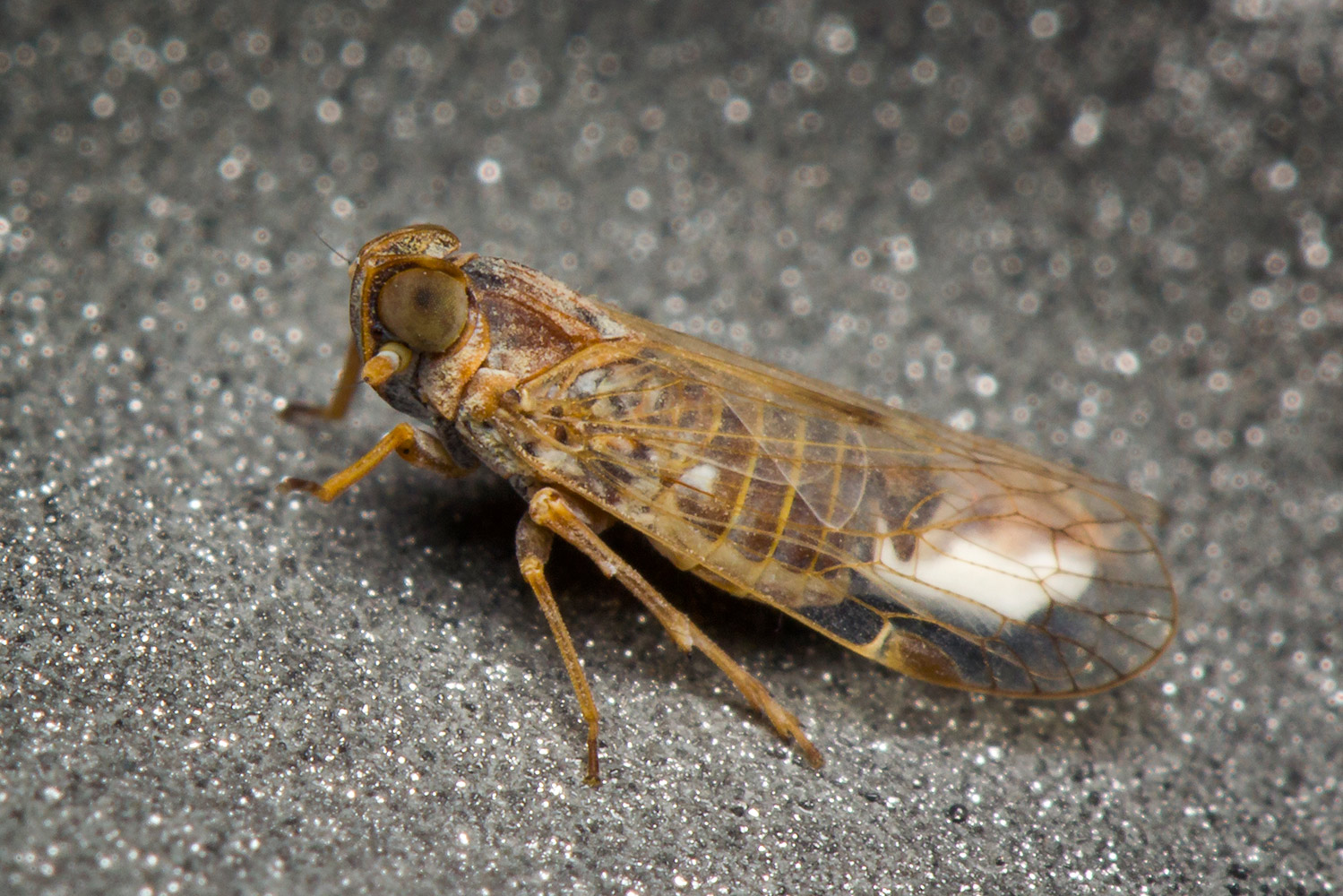 Cixiidae Planthoppers Barbados